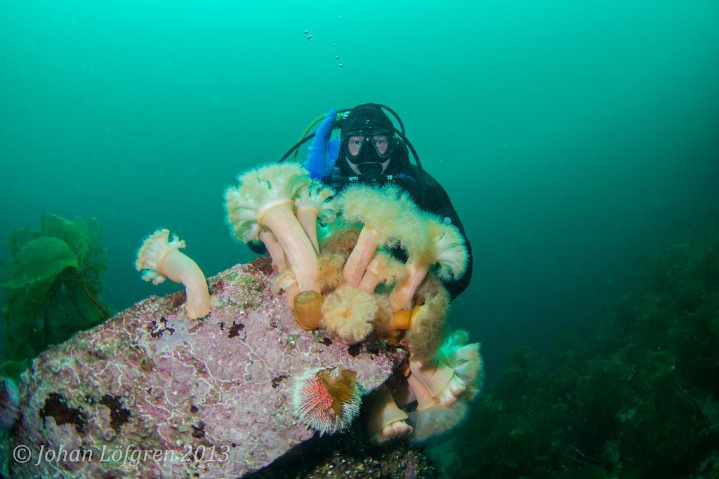 Tjeldsundbrua Maritim Villa Evenskjer Bagian luar foto